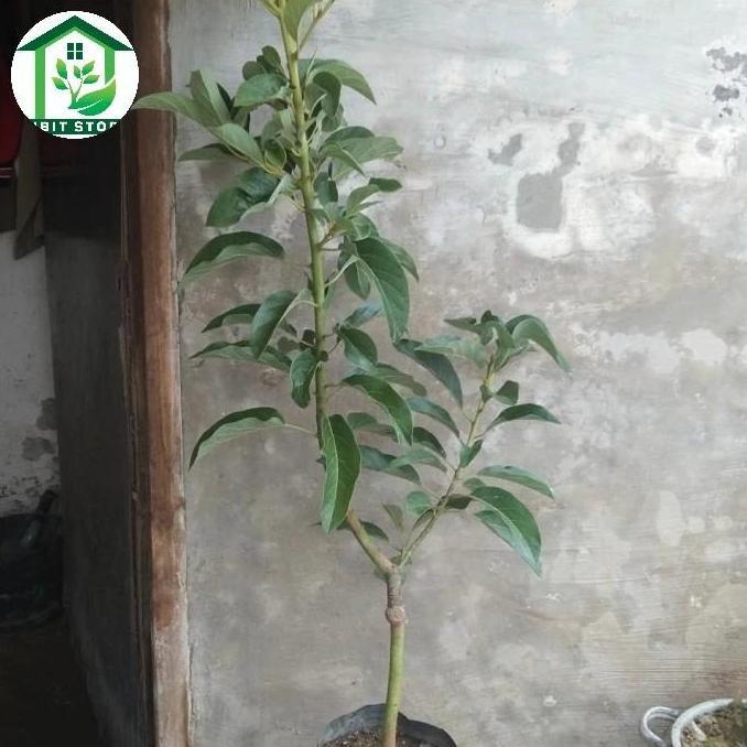 Allthebest- bibit alpukat miki 1 meter up