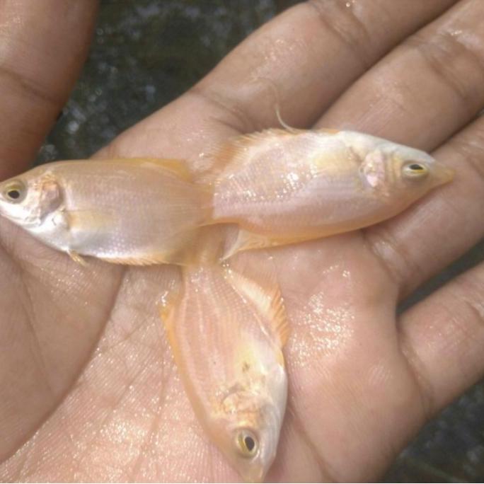 Allthebest- Gurame padang ukuran korek Gas