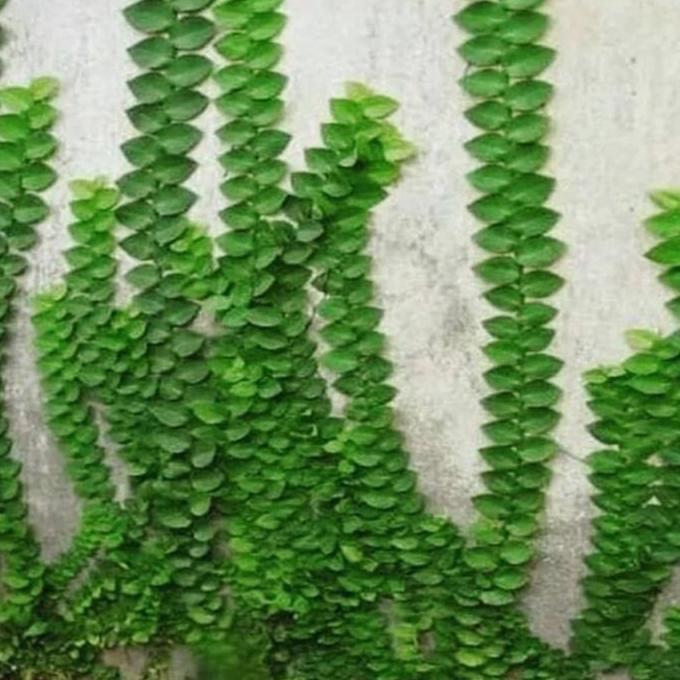 Bibit Tanaman Hias Dollar Daun Besar / Dolar Rambat dinding Tembok