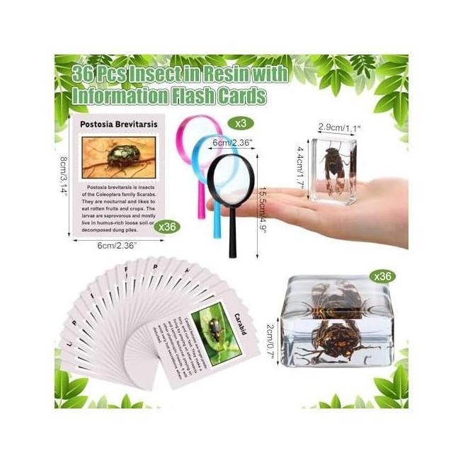 36 Buah Kit Penemuan Serangga Dalam Spesimen Resin Serangga Pemberat Kertas dengan Kartu Flash Infor