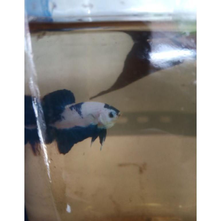 [SF] ikan cupang Male  Blue Rim Panda gen bicolor line thailand