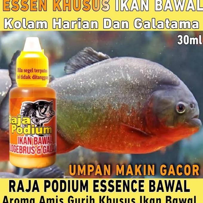 Essen Raja Podium Khusus Ikan Bawal Harian Aroma Amis Gurih Paling Bagus Buat Mancing Siang Dan Mala