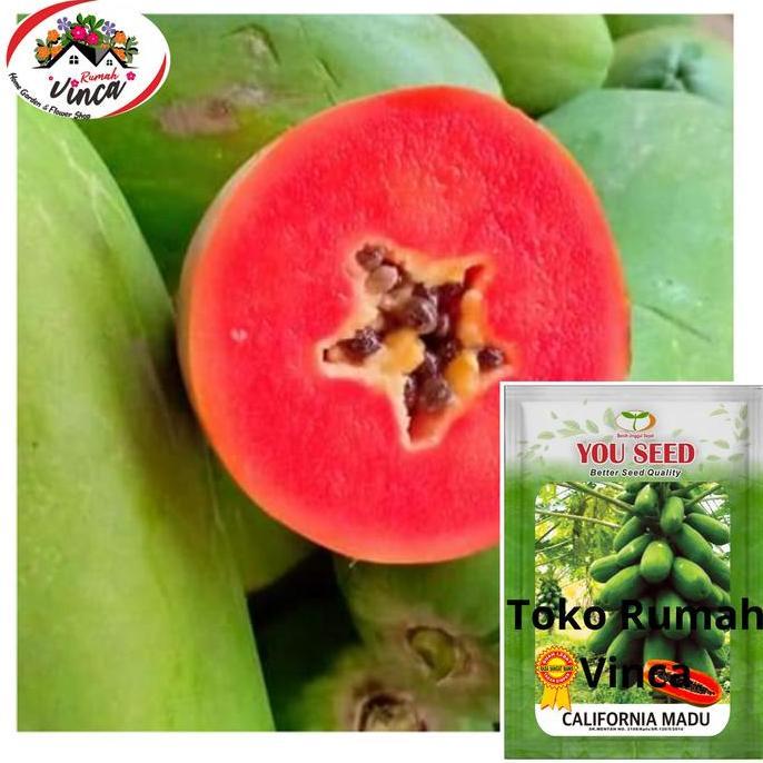 Bibit Biji PEPAYA CALIFORNIA MADU dari CAP YOU SEED  Benih Pepaya IQB