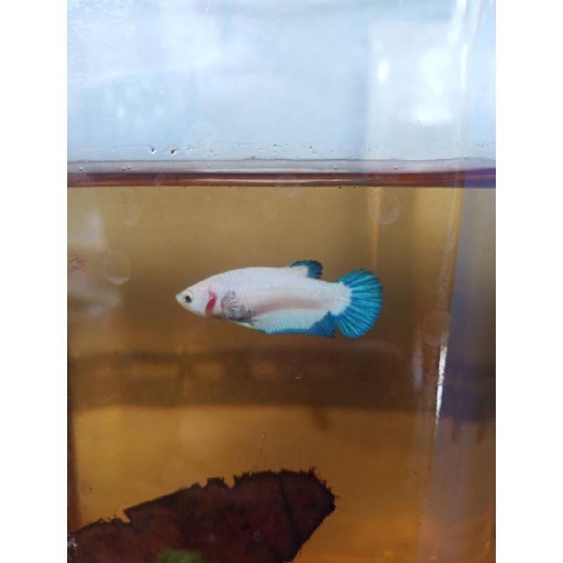 -VY- ikan cupang Female Blue rim Clean Body Line thailand
