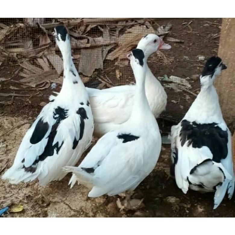 -VY- Bebek Entok Betina Hidup Pengiriman Sesuai Permintaan