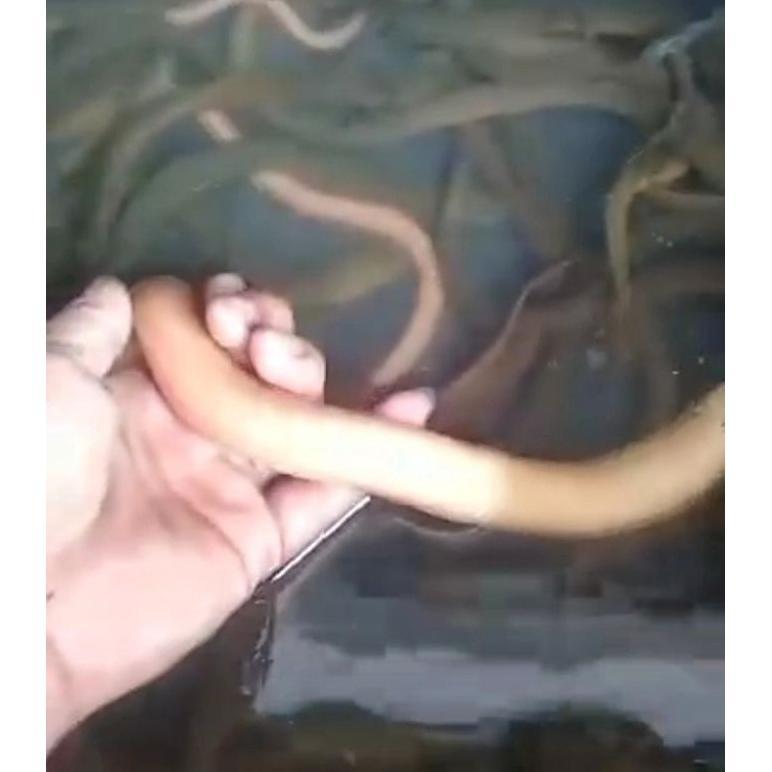 -VY- BELUT ALBINO JUMBO