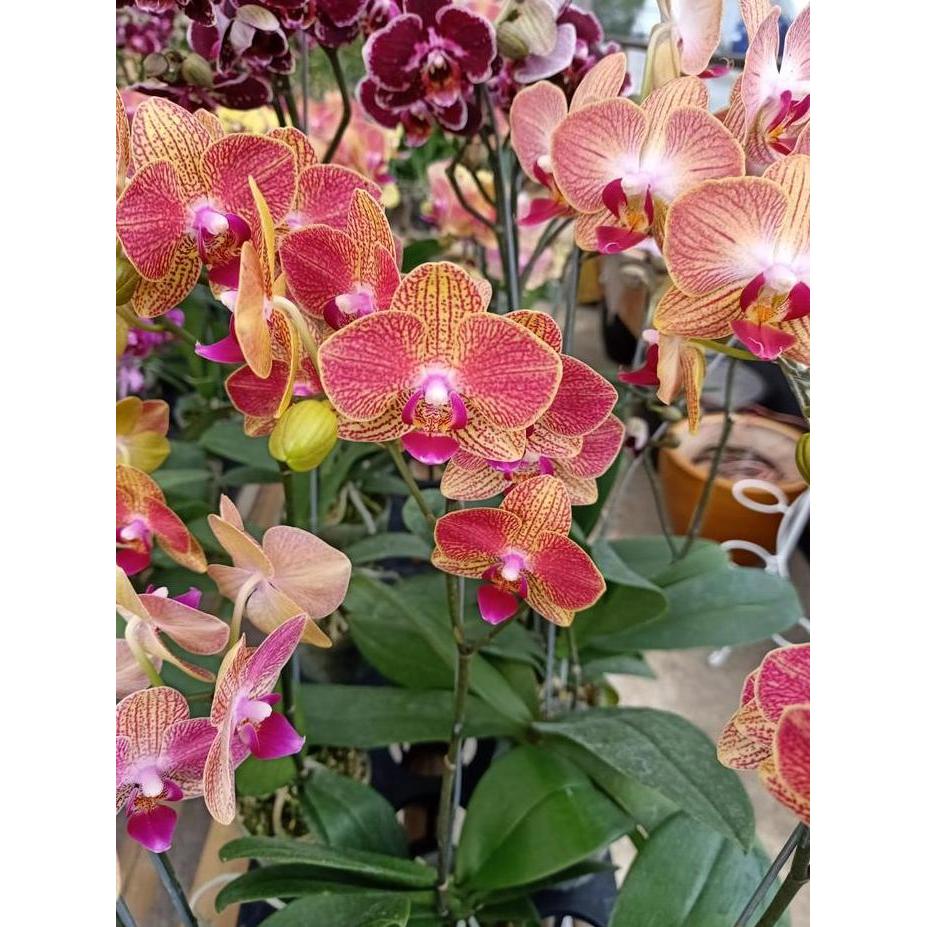 Anggrek Bulan mini sudah berbunga siap tanam