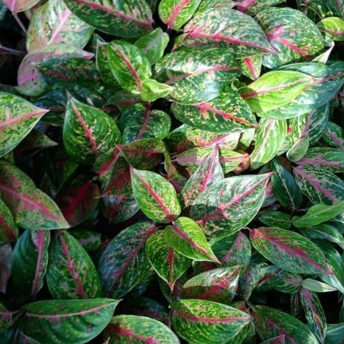 Tanaman Hias Aglonema Big Mama