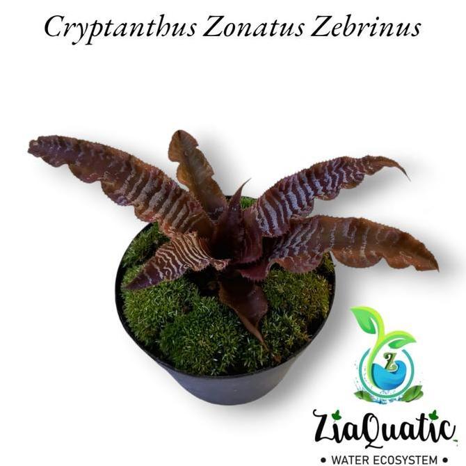 Cryptanthus Zonatus Zebranus - Tanaman Hias Paludarium Terrarium