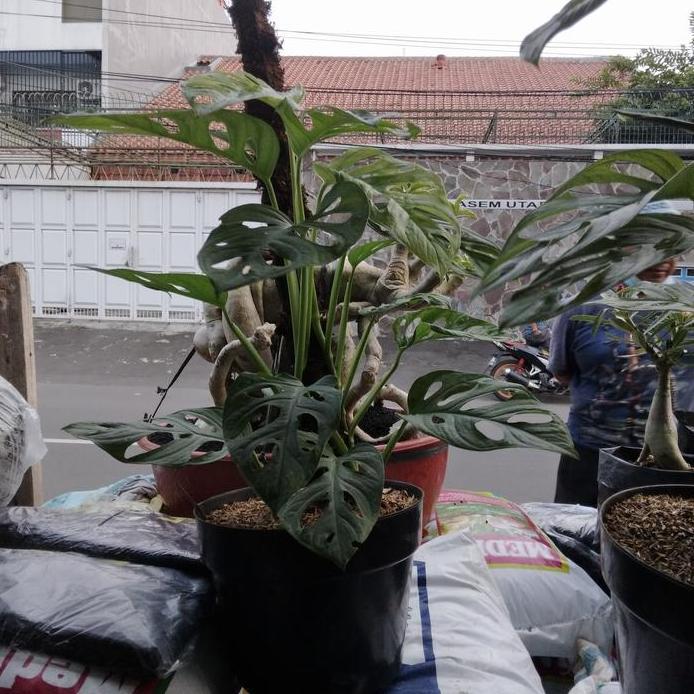 Tanaman Hias Janda Bolong + Pot + Turus