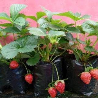 TANAMAN POHON BUAH STRAWBERRY/STROBERI PLUS POT /BIBIT UNGGUL STRAWBERRY PLUS POT