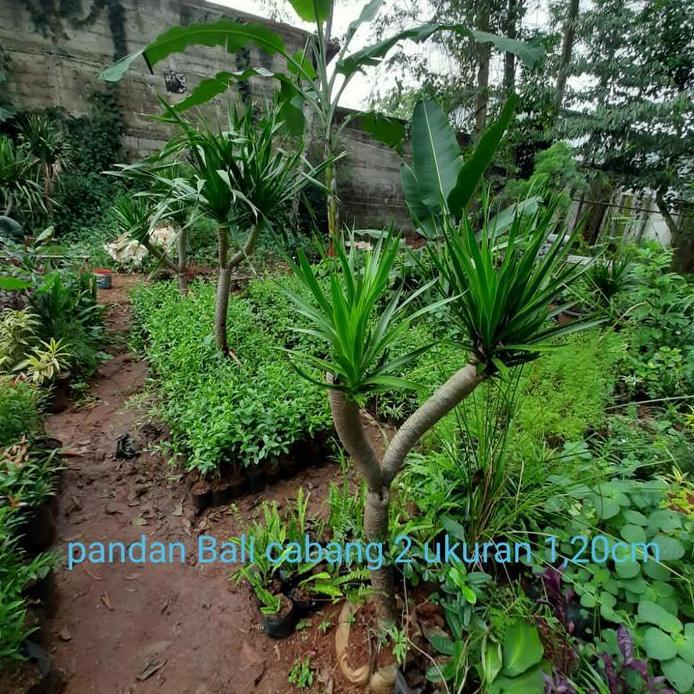 tanaman hias pandan Bali cabang 2 //Pohon pandan Bali