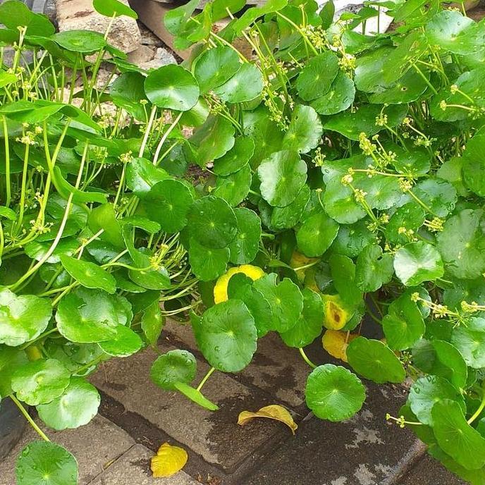 tanaman hias pegagan air