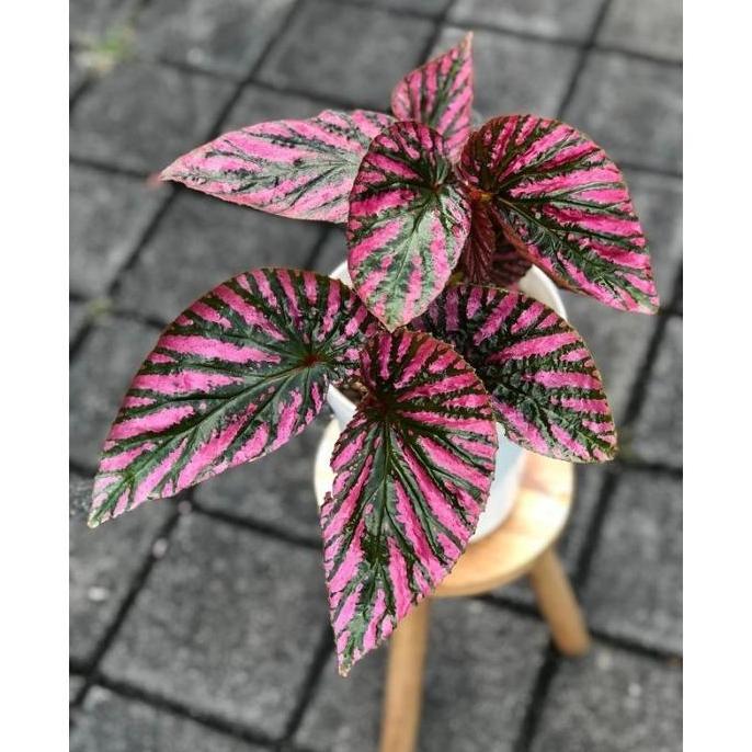 Begonia rex wallet violet / begunia brevirimosa walet / begonia merah