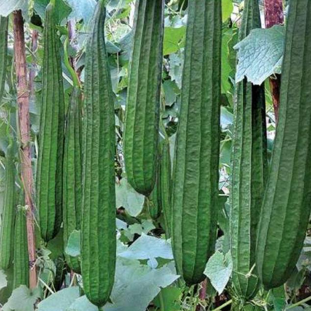 Benih Oyong CARISSA F1 Isi 10 gram Benih Bintang Asia