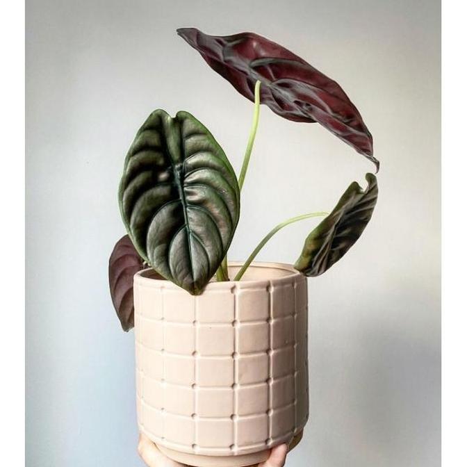 Alocasia cuprea hitam / keladi tengkorak ukuran anakan