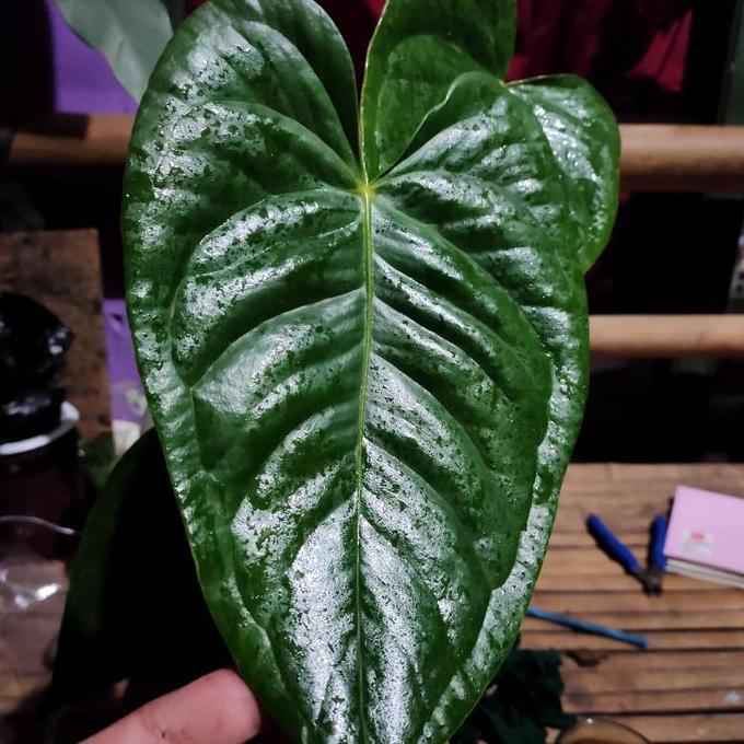 Anthurium Veitchii x Papillilaminum REALPICT KOLEKSI