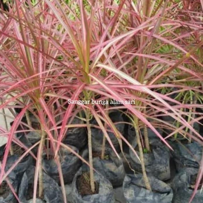 Tanaman Hias Dracena Tricolor