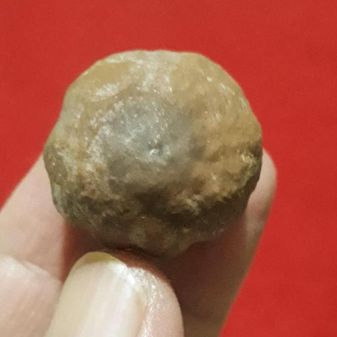 Muncang Adu Anak Mayit Urgen