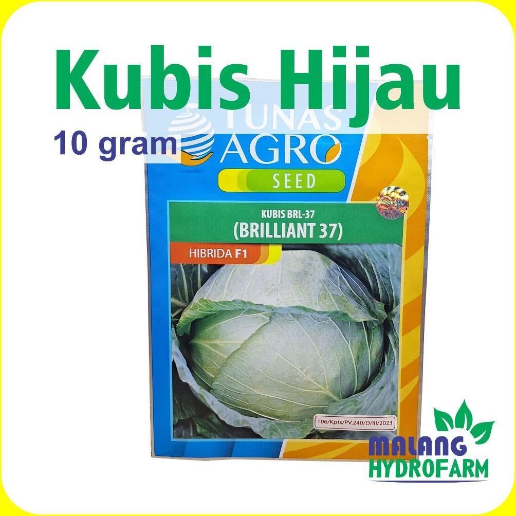 Benih Kubis Hijau Brilliant 37 10 Gram Tunas Agro  Hibrida F1 tahan akar gada dataran rendah menenga