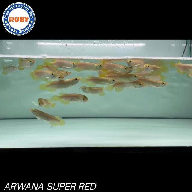 ARWANA SUPER RED / BABY SUPER RED / ARWANA SUPER RED SIZE KECIL