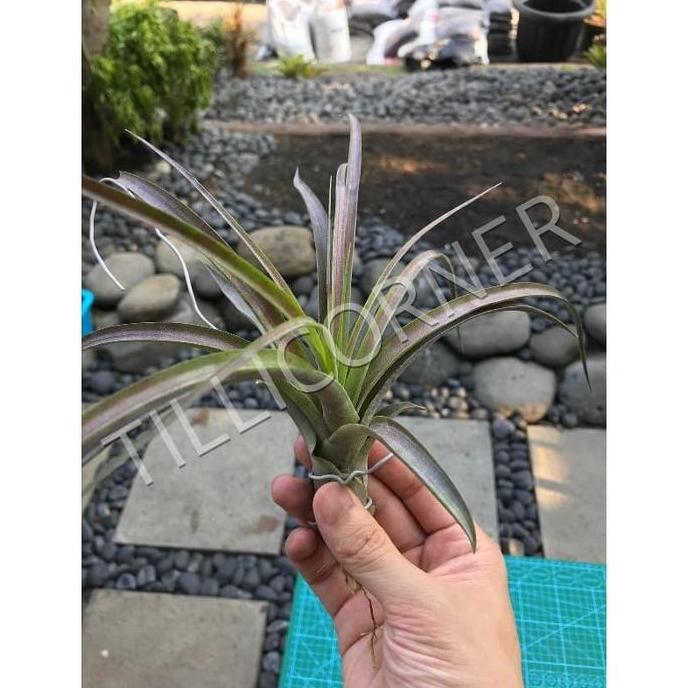 Promo Tillandsia Love Knot Air Plant tanaman tanpa media tanah mudah dirawat Diskon