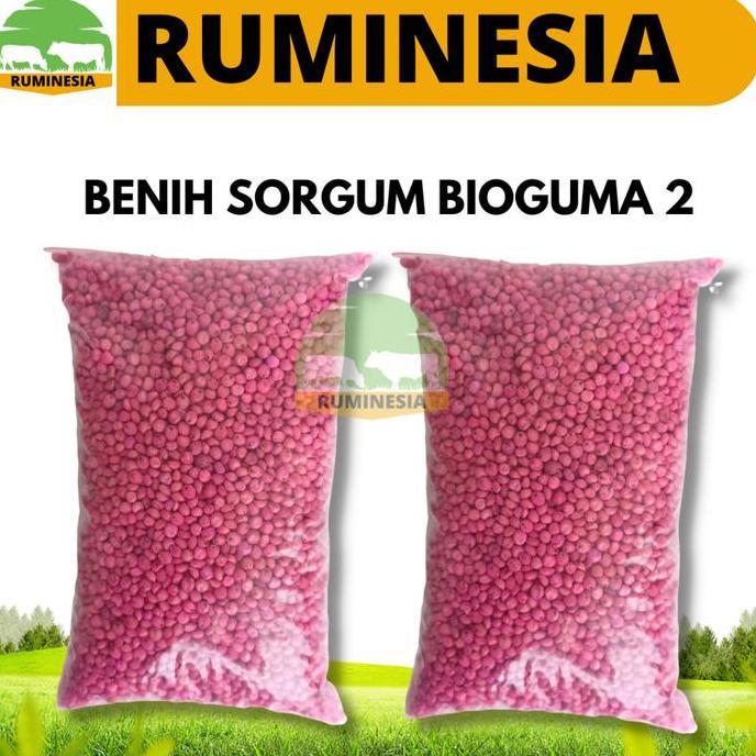 Promo BENIH SORGUM BIOGUMA 2 KEMASAN 1 KG - Sumber hijauan pakan ternak ting Diskon