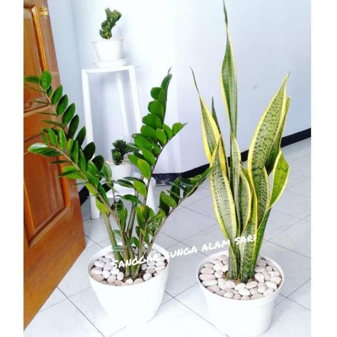 TANAMAN HIAS SENSIVERA / LIDAH MERTUA DAN POHON DUIT + POT TAWON