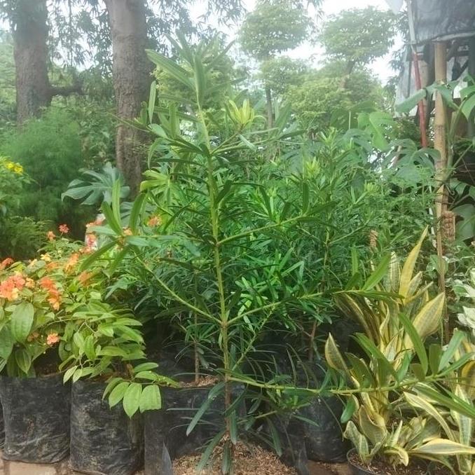 Tanaman lohansung/ pohon lohansung