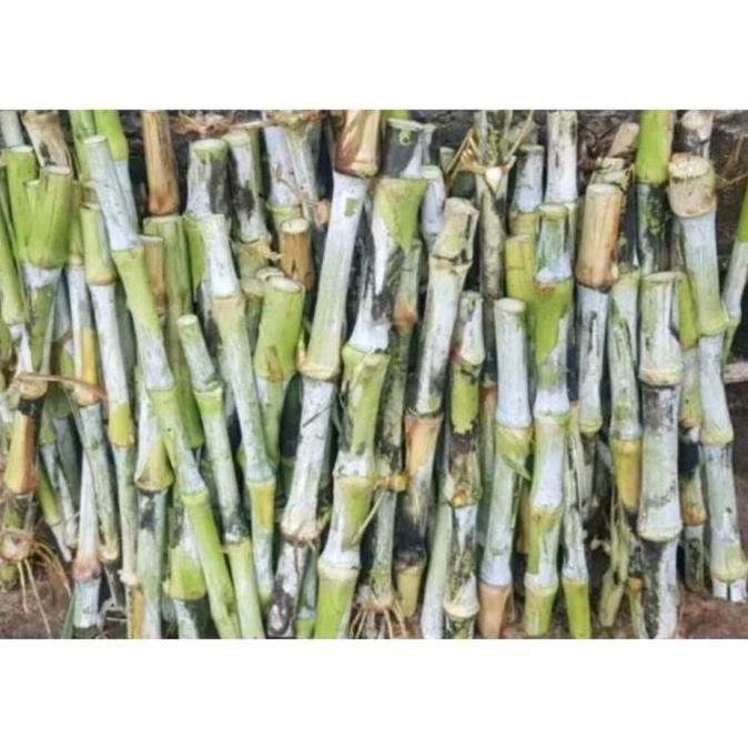 Bibit Rumput Odot Pakchong / Kolonjono super