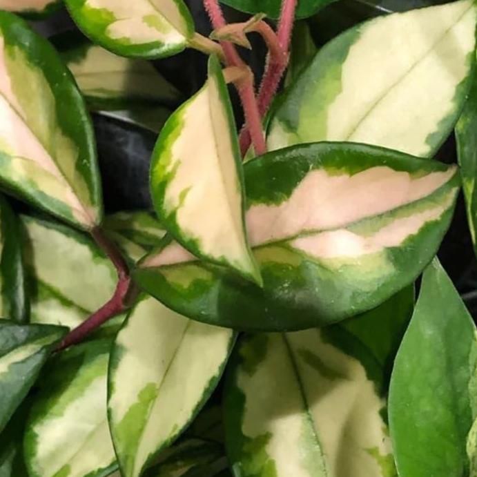 Tanaman hias pot gantung hoya cornosa tricolor | hoya tricolor