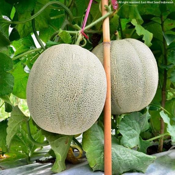benih melon daging orange madesta f1 rock melon cap panah merah