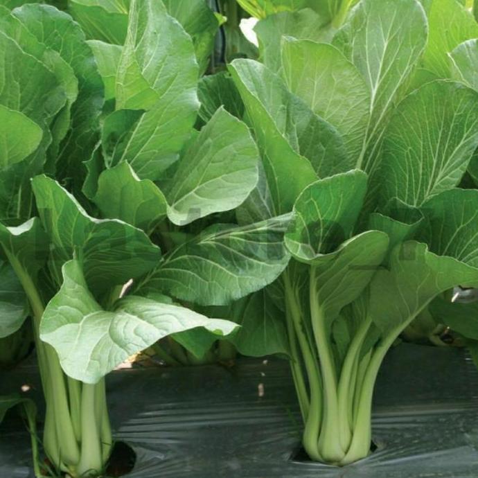 Benih Caisim SHINTA Kaleng Isi 100 gram Cap Panah Merah