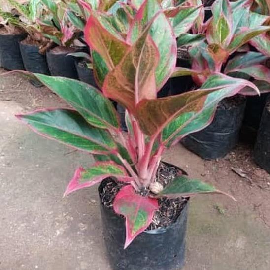 Bunga Lipstik Tanaman aglonema lipstik