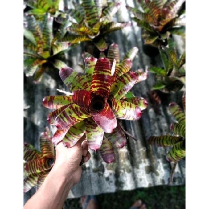 bromelia toucdown tiger/high voltage