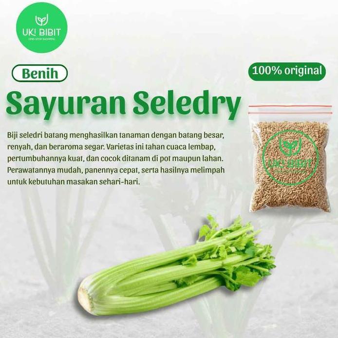 ( 10 Gram ) Benih Biji Seledri Batang Besar | Celery Tall Utah | Seledri Jumbo