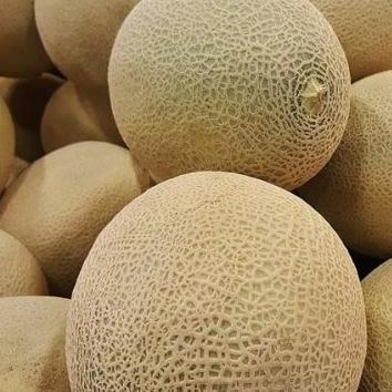 Frutting- Buah Melon Madu - Buah Segar