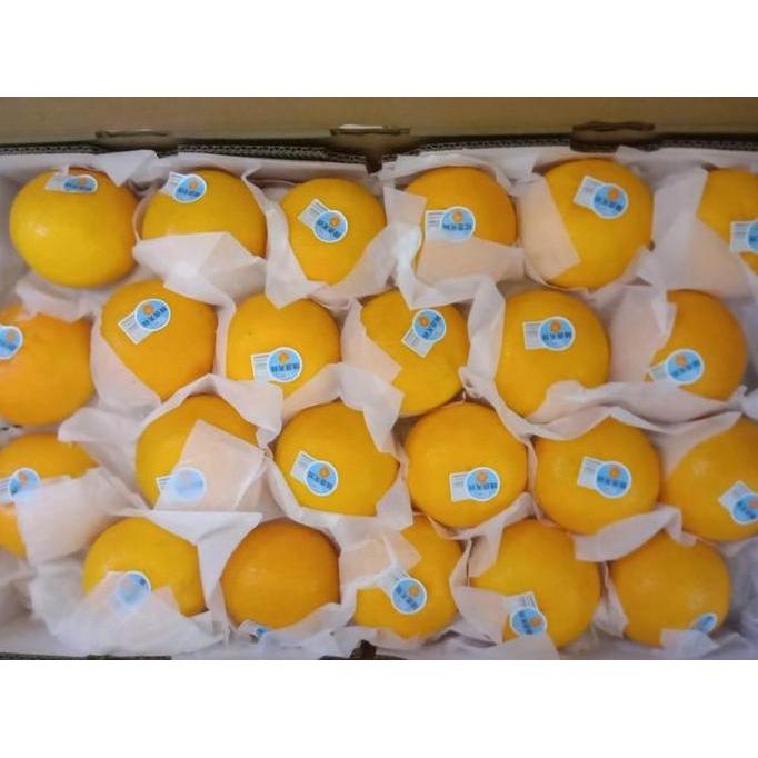 Frutting- Buah Jeruk Ponkan Ponkam Lokam Lukam Honey Mandarin Manis Cina Taiwan