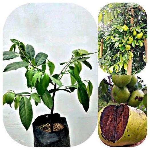 Benih Bibit Tanaman Buah Black Sapote Unggulan - Cepat Berbuah