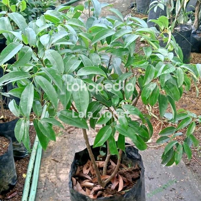 bibit unggul pohon buah leci cangkok