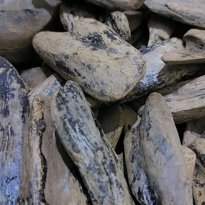 Kayu Gaharu Merauke Papua wangi Asli GM01