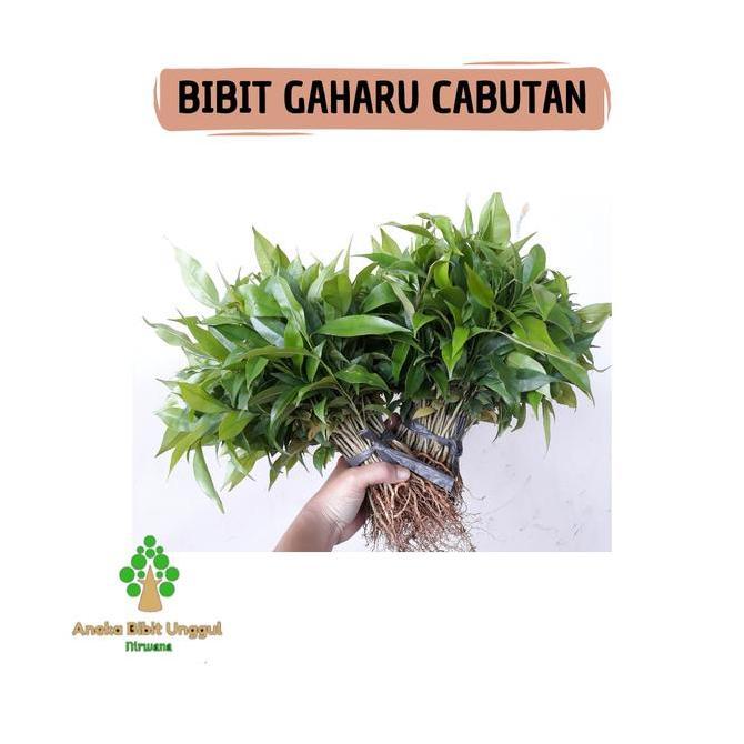 PAKET 50 BIBIT POHON GAHARU CABUTAN TANAMAN GAHARU