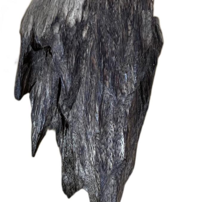 kayu gaharu aquilaria malaccensis Super King Rare Agarwoods Papua