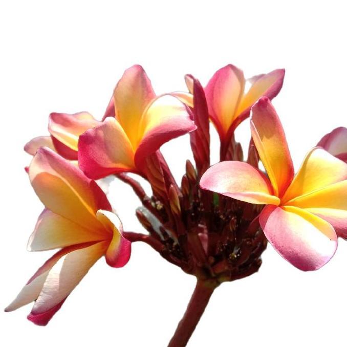 New | Tanaman Kamboja Bali Bunga Tricolor Jepun Plumeria Sudamala Gembi Daun