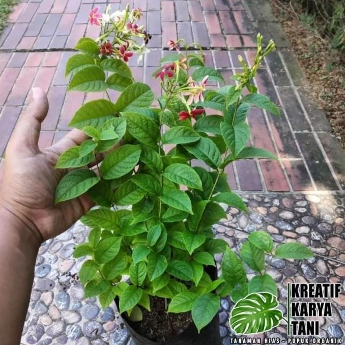 Tanaman hias bunga melati belanda - Melati belanda wangi