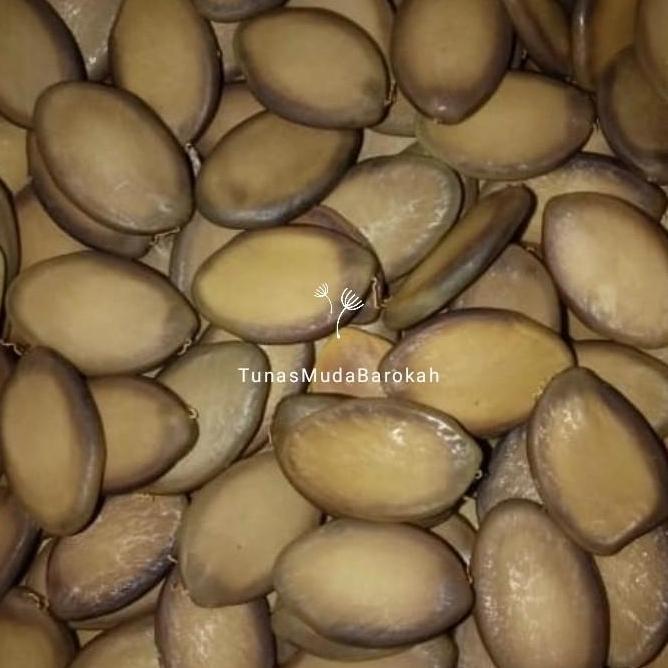 Benih pakis brazil solobium / biji pakis brazil