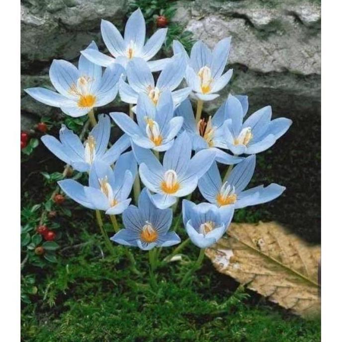 Tanaman Hias Lili Hujan Bunga Hidup Rain lily Hujan / Tanaman Hias Hidup Kucai Tulip / Bunga hidup k