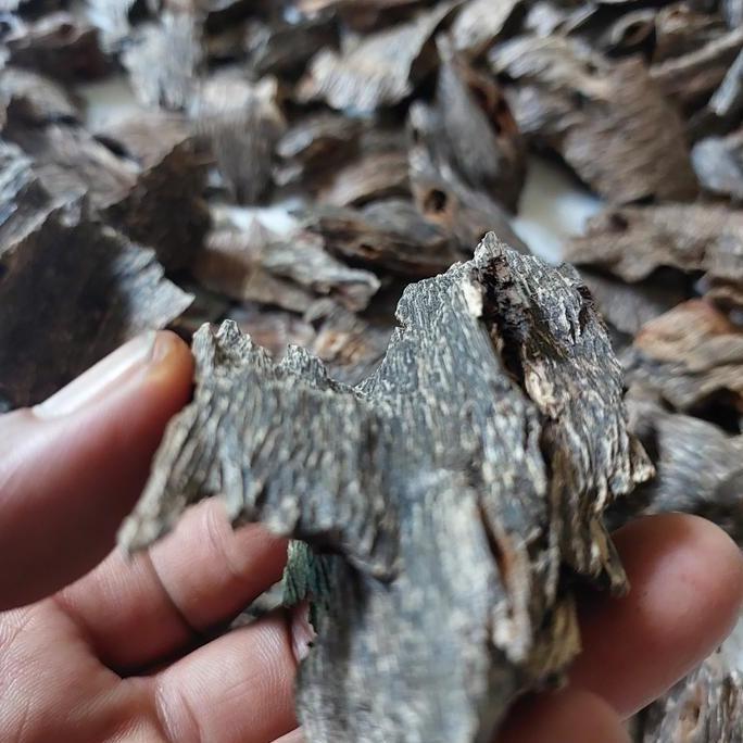 Kayu Gaharu Kalimantan Asli