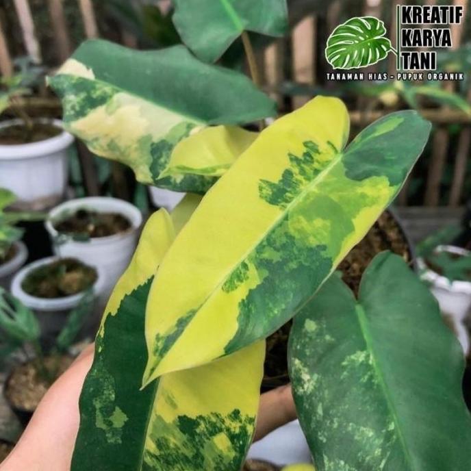 Tanaman hias burlemax varigata - Burlemax variegata - Brekele varigata