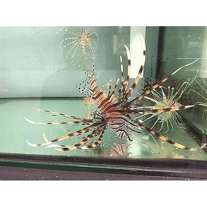 Volitan Lionfish / Scorpion Volitan